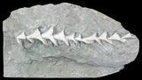 Archimedes Screw Bryozoan Fossil - Illinois #53348-1